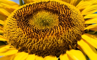 Макросьомка квітки підсонячника - Аладдін