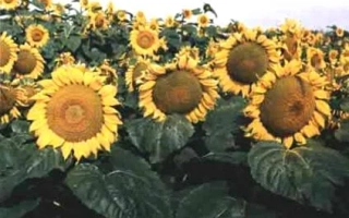 Поле подсолнечника с крупным планом цветков - Ант