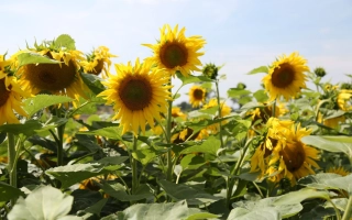 Арунасан ИР