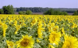 Поле подсолнечника Ясон | Jason