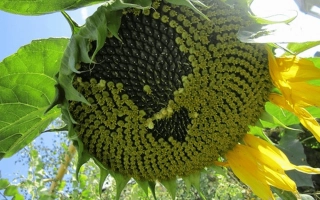 Созревший подсолнечник с семенами на фоне неба - Азил