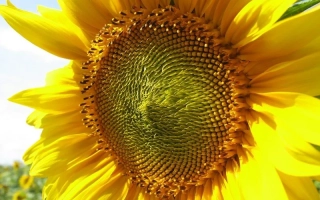 Sunflower against sky - AZOVSKY