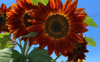 /Балкан/ / Балкан