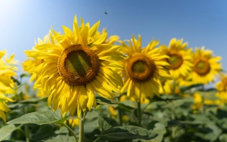 Поле соняшників на фоні блакитного неба - БГ Н 2