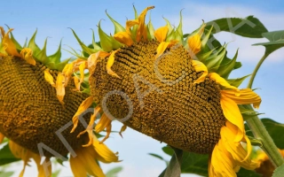 Солнечники на поле - Бригадир