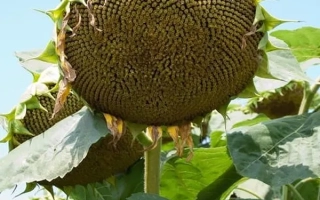 Созревший подсолнечник на поле - БУЗУЛУК