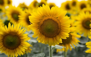 Бузулук СУР