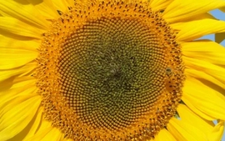 Кодифлорум КЛ