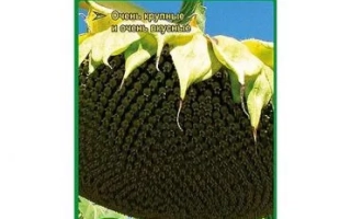 Пакет семян подсолнечника Конфета СЛ - Конфета F1