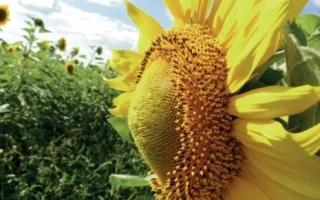 Соняшник на полі, крупний план квітки - ДАЯ КЛП