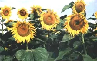 Солнечные цветы на поле - Дарий