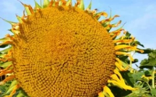 Делисио КЛП