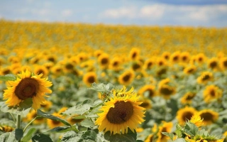 ДОН Експрес