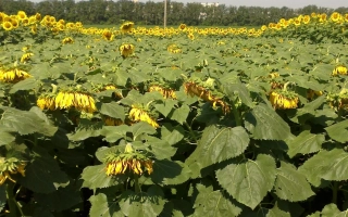 Field of sunflowers DONSKOY 354