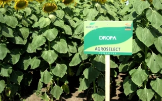 Знак с надписью DROFA на фоне поля подсолнечника - ДРОФА