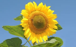 Соняшник на тлі блакитного неба - ДЖІНН