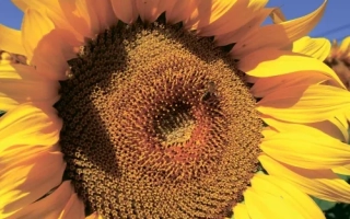 Поле соняшника на синьому небосхилі - ДЖОЯ