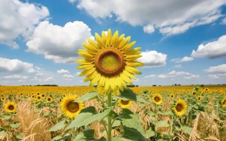 Поле подсолнечника с крупным цветком на переднем плане под голубым небом с облаками. - ЭФКО 14