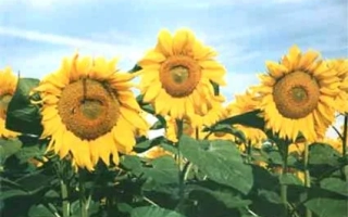 Поле подсолнечника Еней | Enei