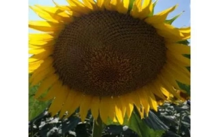 Sunflower in field under bright sun - ES AMIS