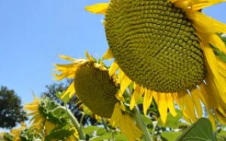 ЄС Антемис СЛП