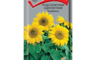 Sunflower seed packet EU BAMBINA