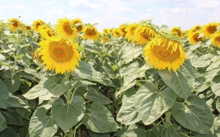 ЄС Каприс СЛП