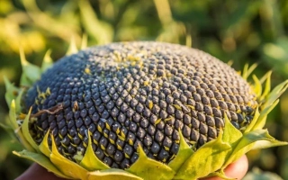 Дозріла головка соняшника на фоні зелених листків - ЕС МОНАЛІЗА