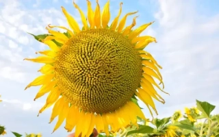 ЄС Оазис СЛП