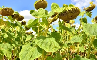 Поле соняшника на фоні блакитного неба - ЄС ПОЛАРИС СЛ