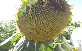 Соняшник на полі, крупний план головки - ЄС ТЕРРАМІС СЛ