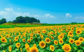 Поле соняшника на фоні блакитного неба - Ф 7 АХ 2 ЖА