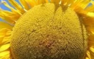 Макросъёмка головки подсолнечника на фоне голубого неба - Фабиола Кс