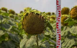 Sunflower in field with measuring ruler beside it - Fakel