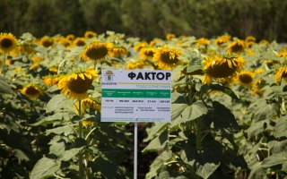 Поле соняшника з табличкою ФАКТОР