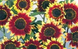 Солнечные цветы подсолнечника с яркими лепестками на фоне неба - Флорес