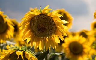 Сонячні квіти соняшника на фоні неба - ФОГОР