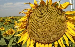 Поле соняшника з великою квіткою на передньому плані - ФОРТУНА КЛ