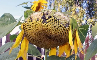 Сухоцвіт соняшник на тлі паркану - Форум