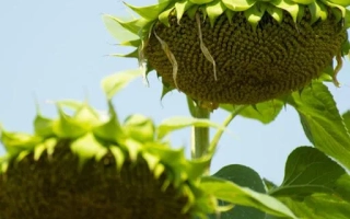 Гольфстрим