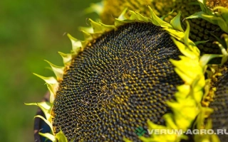 ГРАНД СТАР 50