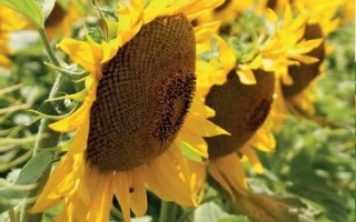 Поле з соняшником - Гусар