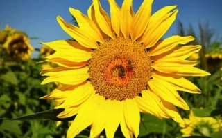 Солнцецвет на фоне поля подсолнечника - Х 711 В