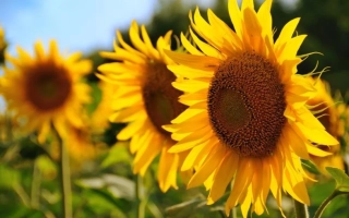 Соняшник на полі, що відповідає категорії Підсоняшник - ХА 981