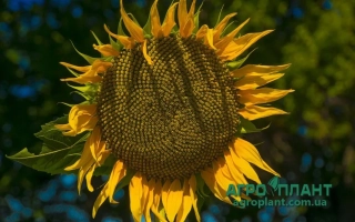 Солнечник на фоне зелёных листьев - ХА НС 26