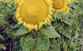 Харьковский 49