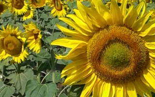 Поле подсолнухов на фоне города - ХУТОРОК