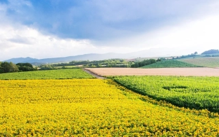 Поле подсолнечника на фоне голубого неба - Икар