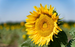 Солнечник на поле, соответствующий категории Подсолнечник - ИРТЫШ