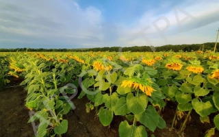 Іван Іванович